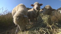 【特集】ヤギとヒツジを放牧し荒廃農地対策 動物たちを通して地域の人々の交流も 岡山・赤磐市