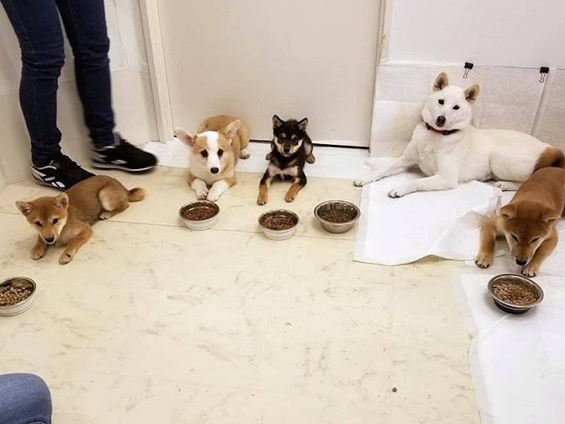 先輩ワンコに混じって、ごはん前の「フセ・待て」(UG提供)