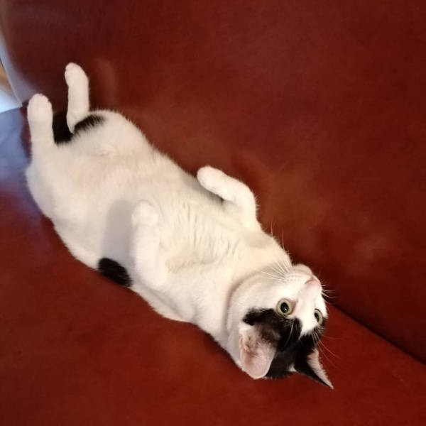 寝ているんじゃないよ、遊ぼうポーズだよ