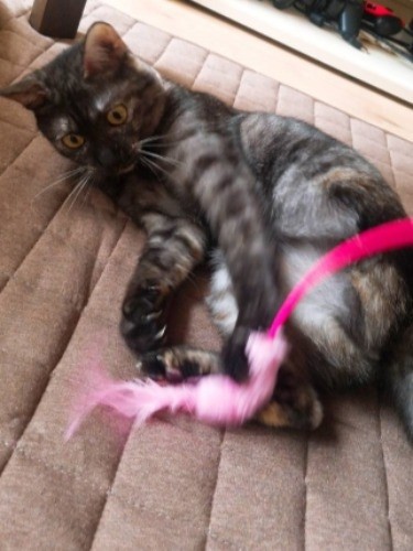 じゃらし、たのし~(提供写真)