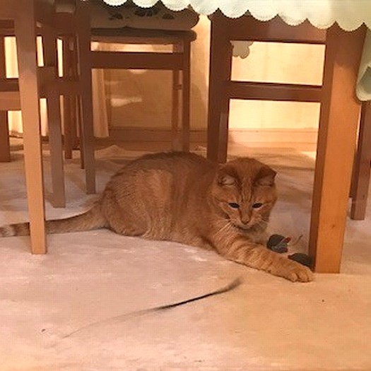 興味を示しました