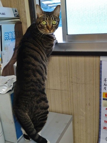 「はっ、パパはいつ戻る?」