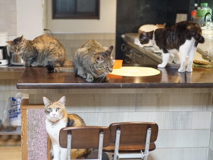 猫のいる風景があたりまえ…