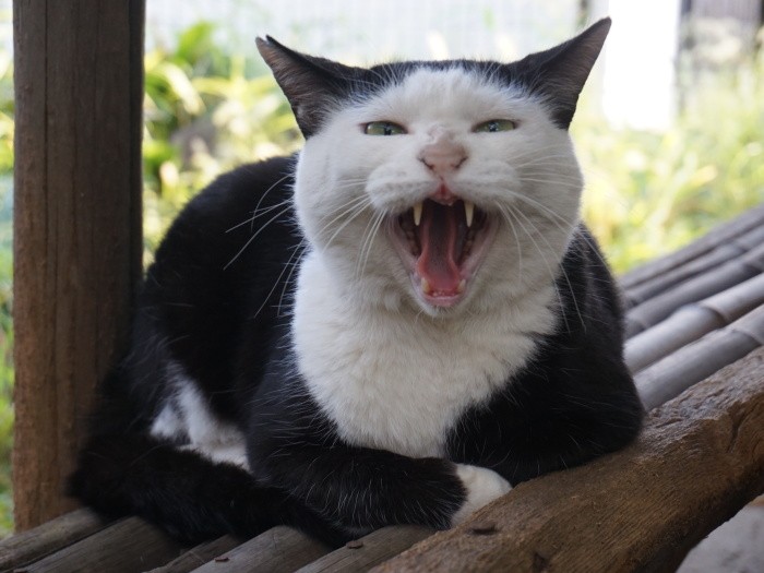 野良猫の時の「かっぱ」ちゃん(ねりまねこ提供)