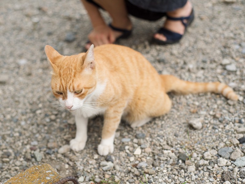 「おばちゃんちに来ないかって?どうしようかな」(小林写函撮影)