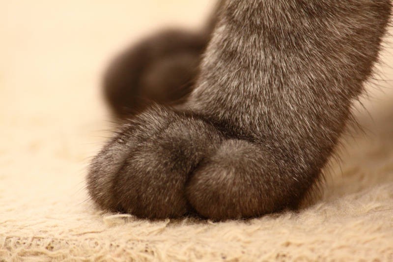 クールな黒お手々