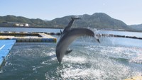 ナマコを運ぶイルカも話題 海の生き物たちと触れ合うスポット 香川【いまココ!ナビ】