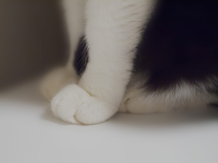 野良から家猫になり、脚もきれいに。(小林写函撮影)