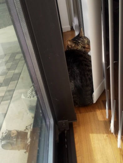 2階から降りてきたアル。1階の窓際でまったりしているところを写真に撮ろうとしたらにらまれました。