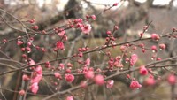 岡山県北に春の訪れ…梅の里公園で梅の開花はじまる 梅が香る老舗の和菓子も 岡山【いまココ!ナビ】