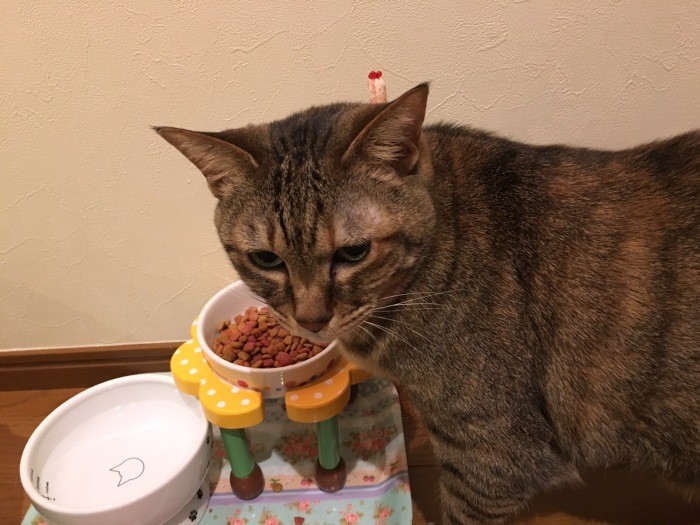 自分のごはんより、人間のごはんって美味しそうだにゃ