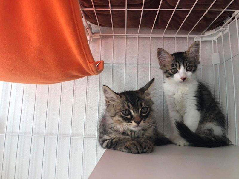 子猫が大門家にやって来た(飼い主様提供)