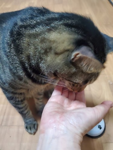 「鳴らさなくても、おいしいのおくれよ~」