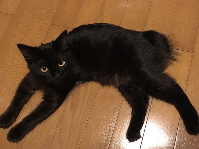 前田さんの愛猫「たきび」ちゃん(1才)