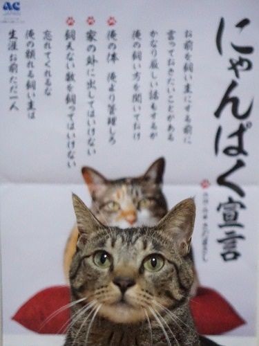 お前を飼い主にする前に言っておきたいことがある(にゃんぱく宣言より)
