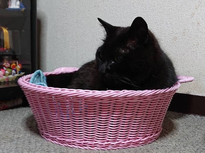 ピンクが似合うおじいにゃん(恵子さん提供)