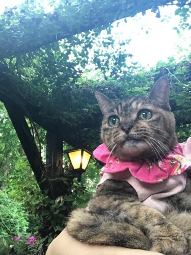 木漏れ日の中のモコちゃん(maiさん提供)