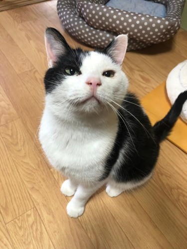 おしゃまなデルタちゃんも入居待ち