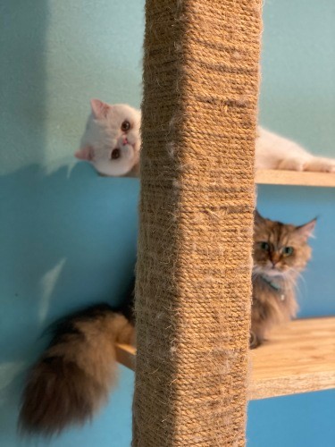 キュートでフレンドリーな猫スタッフともふもふ天国へ