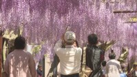 種類の多さ日本一「藤公園」でフジの花が見頃 午後9時までライトアップも 岡山・和気町