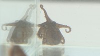世界初イイダコの完全養殖に成功 香川県水産試験場 稚ダコを放流「課題はまだたくさん」