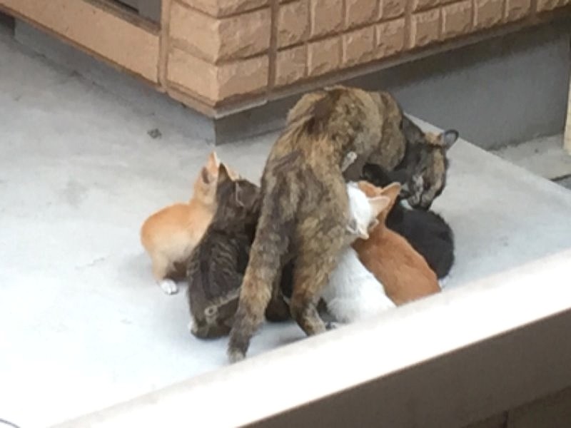 ナナとココの前に保護した親子猫、みな新たな家を見つけた