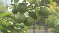 うどんやビールも爽やかに 香川県産レモン「璃の香」収穫始まる 高松市
