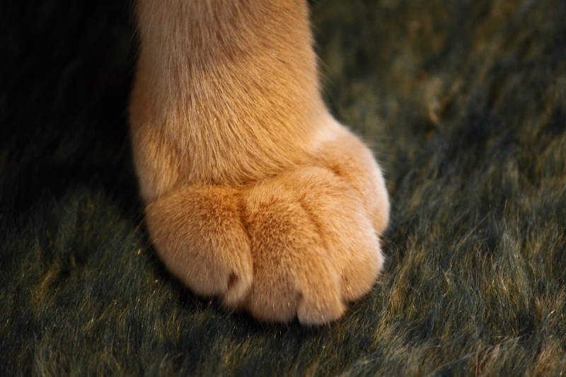 こちらがふっくら焼きたてクリームパン