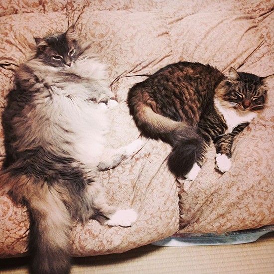 2014年4月。元気だったころのショコラ(左)とタルト(かおりさん提供)