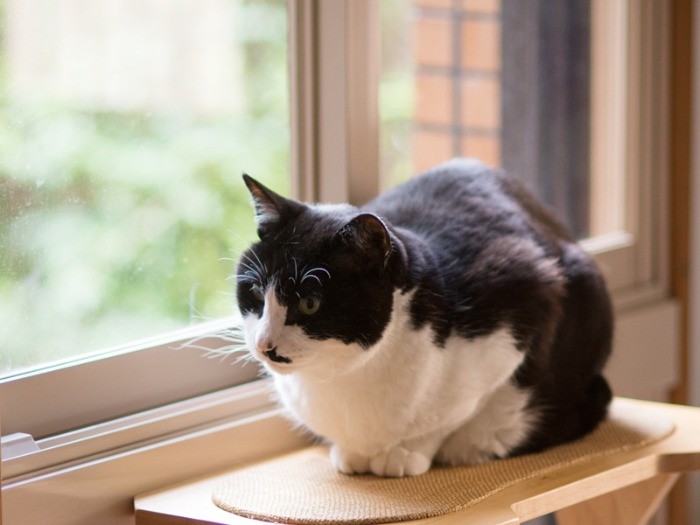 「近所の仲間も通るし、ここの眺めは楽しい」(小林写函撮影)