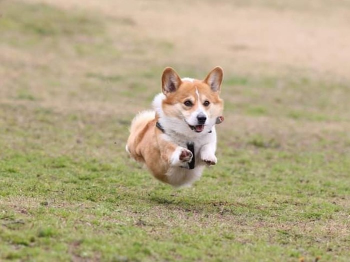 ドッグランで飛行犬の撮影がたまたまあり撮ってもらった。短い手足で飛行していて爆笑した思い出(景子さん提供)