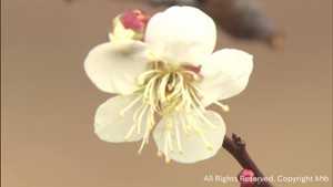 仙台で梅が開花 平年より10日早い 宮城県は19日も季節外れの温かさ