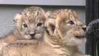 5年ぶり!しろとり動物園でライオンの赤ちゃん誕生 名前募集、記念撮影会実施へ 香川・東かがわ市