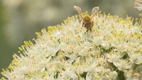 初夏の風物詩 タマネギの白い花「ネギ坊主」が見頃 香川・三豊市