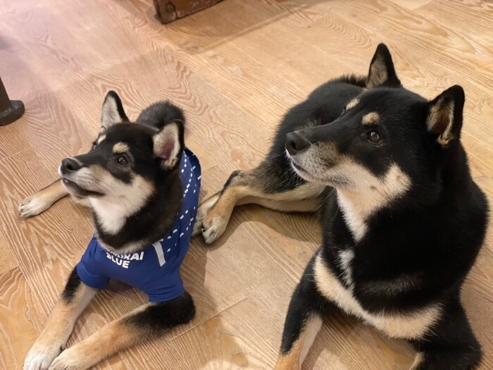 柴ーズ。「柴犬らしい柴犬」では熊ちゃん以上という、末っ子すみれちゃん(お父さん提供)