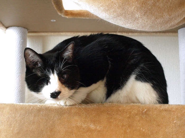 「Cotton cat」誕生のきっかけを作った、目の見えない「猫助」