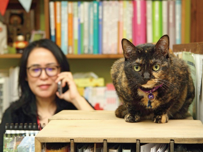 サビ猫の「ぴぃ」(11歳♀)は、主にスタッフの癒し担当