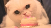 かわいい「ペット用ケーキ」でメリ~クリスマス!老舗かまぼこ店で販売 香川・観音寺市