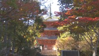 今しか見られない大改修の様子も 紅葉で美しく彩られた雪舟ゆかりの寺 岡山・総社市【いまココ!ナビ】