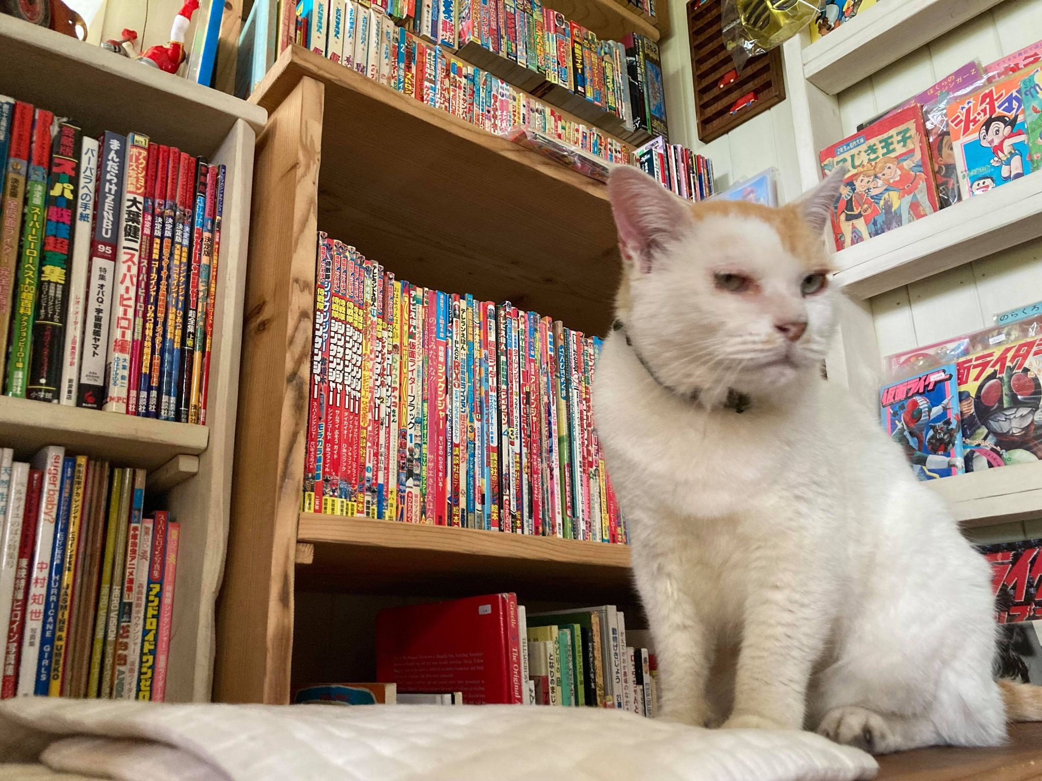 本にレトロおもちゃに猫がお出迎え 家族の“好き”が詰まった小さな古本屋