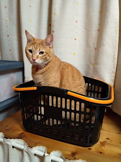 ひろこさんの部屋にいるときの定位置。相手をしてもらえないときはここで待機