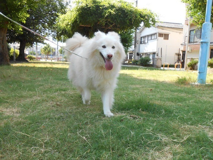 お散歩が楽しくできるようになった