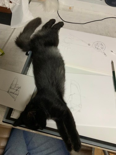 天久さんのスケッチの上で伸び~、今はこの倍くらいに成長しました(亜実さん提供)