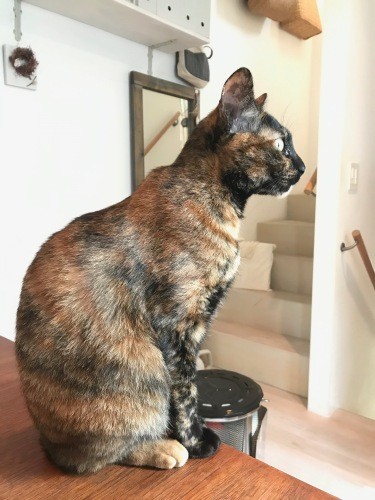 正面から見たときと印象が異なる「すこぶる美人」な横顔(塚本さん提供)