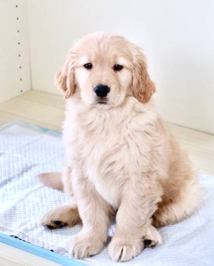 子犬時代の「コメ」。ぬいぐるみみたい(efrinmanさん提供)