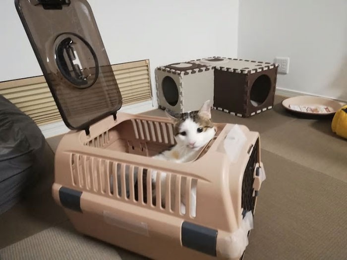 キャリーから顔をだすでか丸