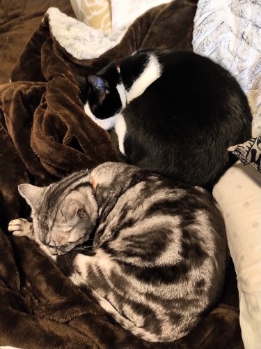 ヒメちゃんとそろって就寝中(坂本さん=はやて君の飼い主さん提供)