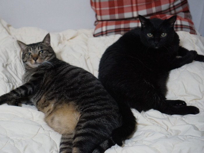 「はっぴー太った?!少し痩せないとアタシみたいに長生きできないぞ~By イヌオ」