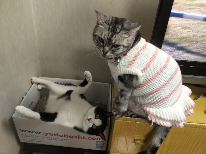 先住のお姫様ヒメちゃん(右)と遊ぶはやて君(坂本さん=はやて君の飼い主さん提供)