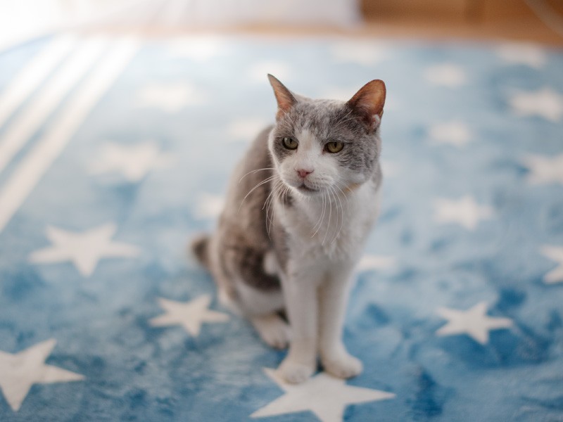 「すらりとした美魔猫なの」(小林写函撮影)